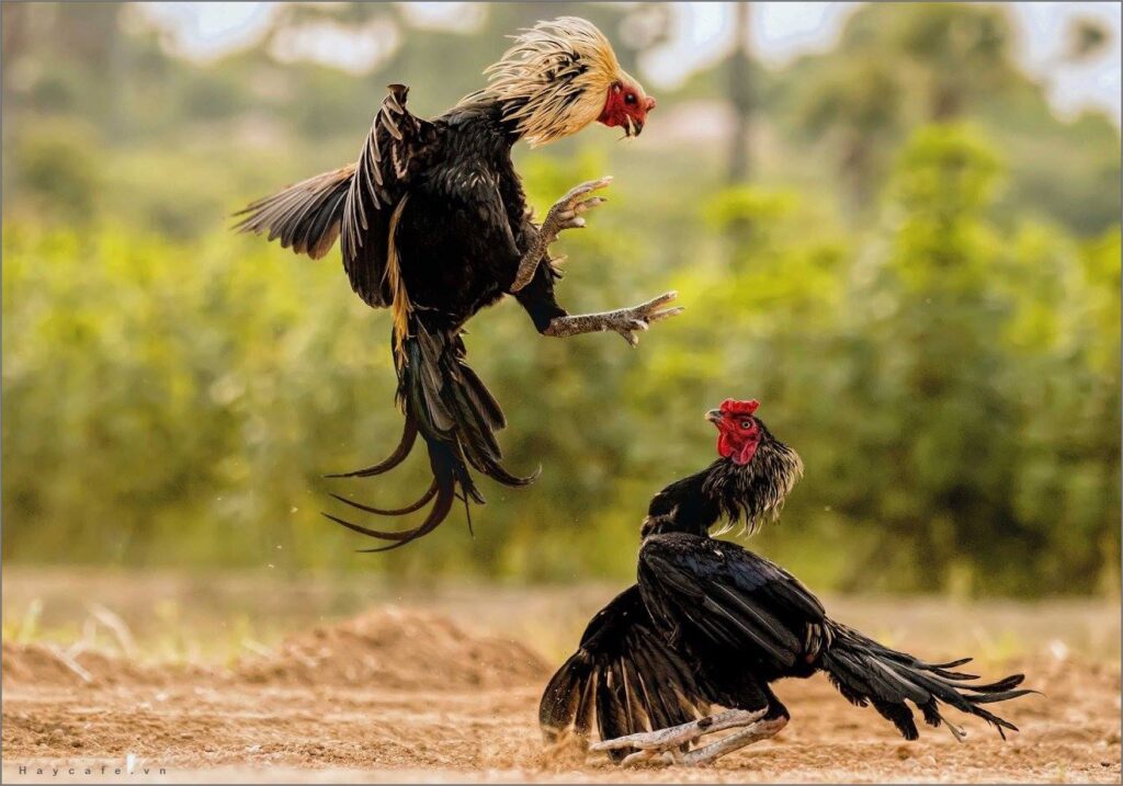image 4 - Gà đá đồng cân - Nghệ thuật chinh phục từ những trận đấu lôi cuốn